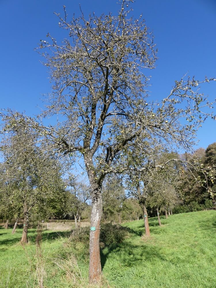 userfiles/produit/5465/arbre_var_39_de blanc.jpg